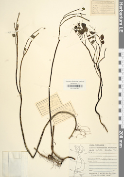 LE 01041797