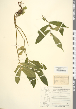 LE 01041798