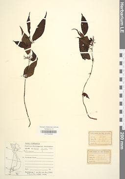 LE 01041802
