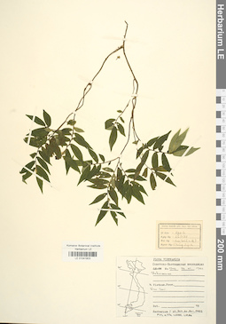 LE 01041803