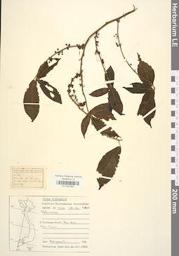 LE 01041805