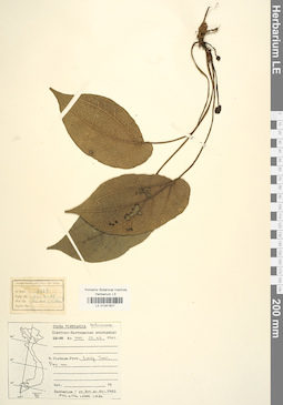 LE 01041807