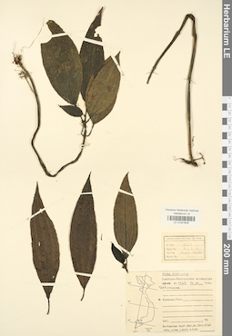 LE 01041809