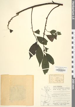 LE 01041810