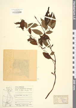 LE 01041811