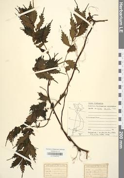 LE 01041812