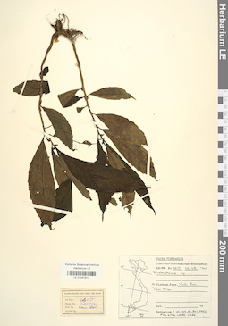 LE 01041813