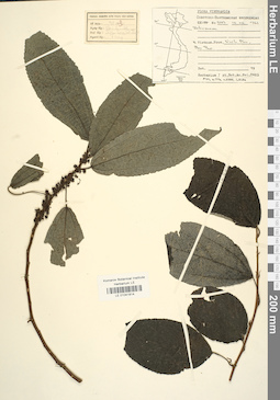 LE 01041814