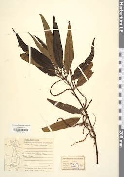 LE 01041819