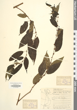LE 01041824