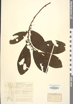 LE 01041825