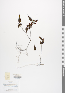LE 01041842
