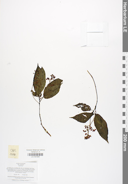 LE 01041845