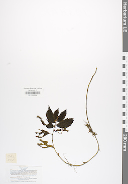 LE 01041854