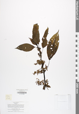 LE 01041858