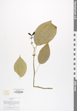 LE 01041863
