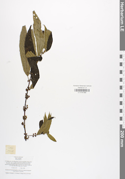 LE 01041869