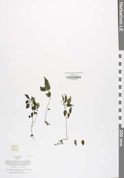 LE 01041872