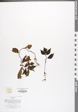 LE 01041881