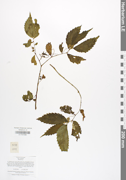 LE 01041884
