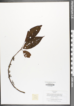 LE 01041886