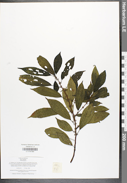 LE 01041890