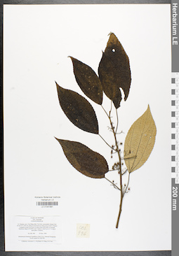 LE 01041891