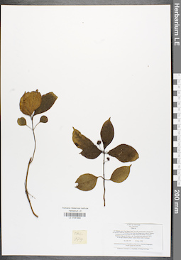 LE 01041893