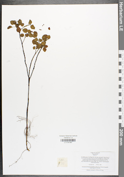 LE 01041897