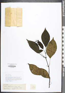LE 01041906