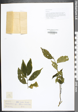 LE 01041909