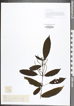 LE 01041911