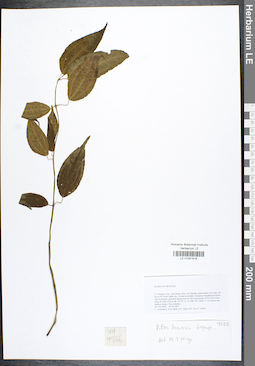 LE 01041918