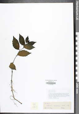 LE 01041923