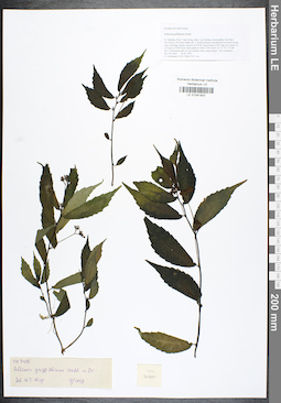 LE 01041931