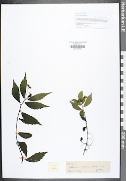 LE 01041932