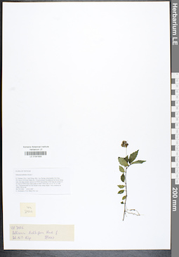 LE 01041933