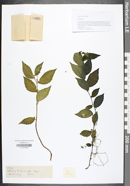 LE 01041936