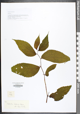 LE 01041941