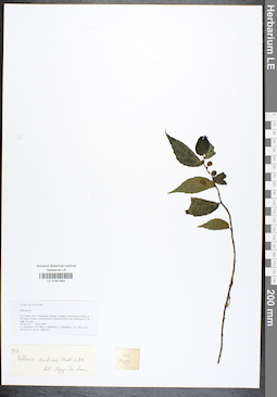 LE 01041942