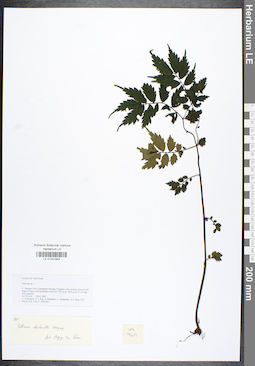 LE 01041943