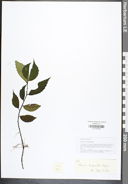 LE 01041944