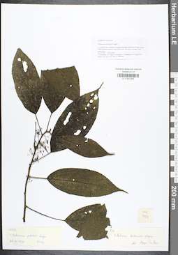 LE 01041946