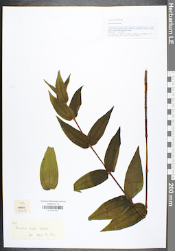 LE 01041947