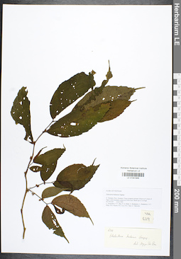 LE 01041948