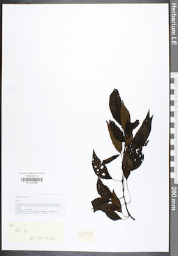 LE 01041955