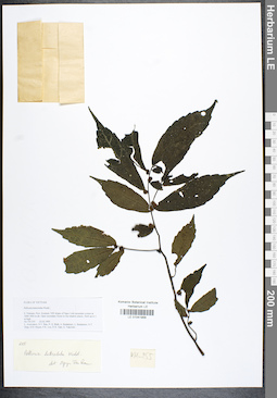 LE 01041956
