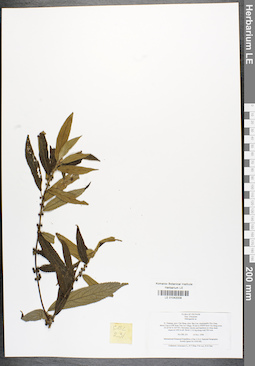 LE 01042008