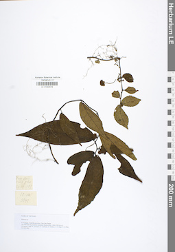 LE 01042019