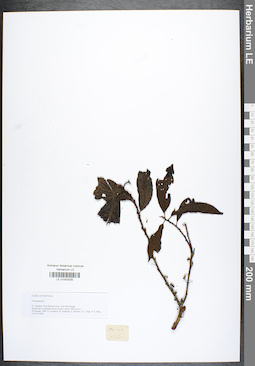 LE 01042025